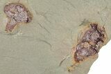 Xiphosurida Arthropod With Pos/Neg - Horseshoe Crab Ancestor #271348-4